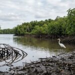 Exploring Tampa Bay in 1776: A Frontier Far From Revolution
