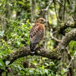 Red-Shouldered Hawk Returns to Wild After Care in Virginia