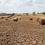 Virginia Declares State of Emergency Amid Severe Drought and Hay Shortage